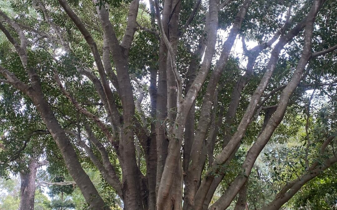 Speak To The Trees
