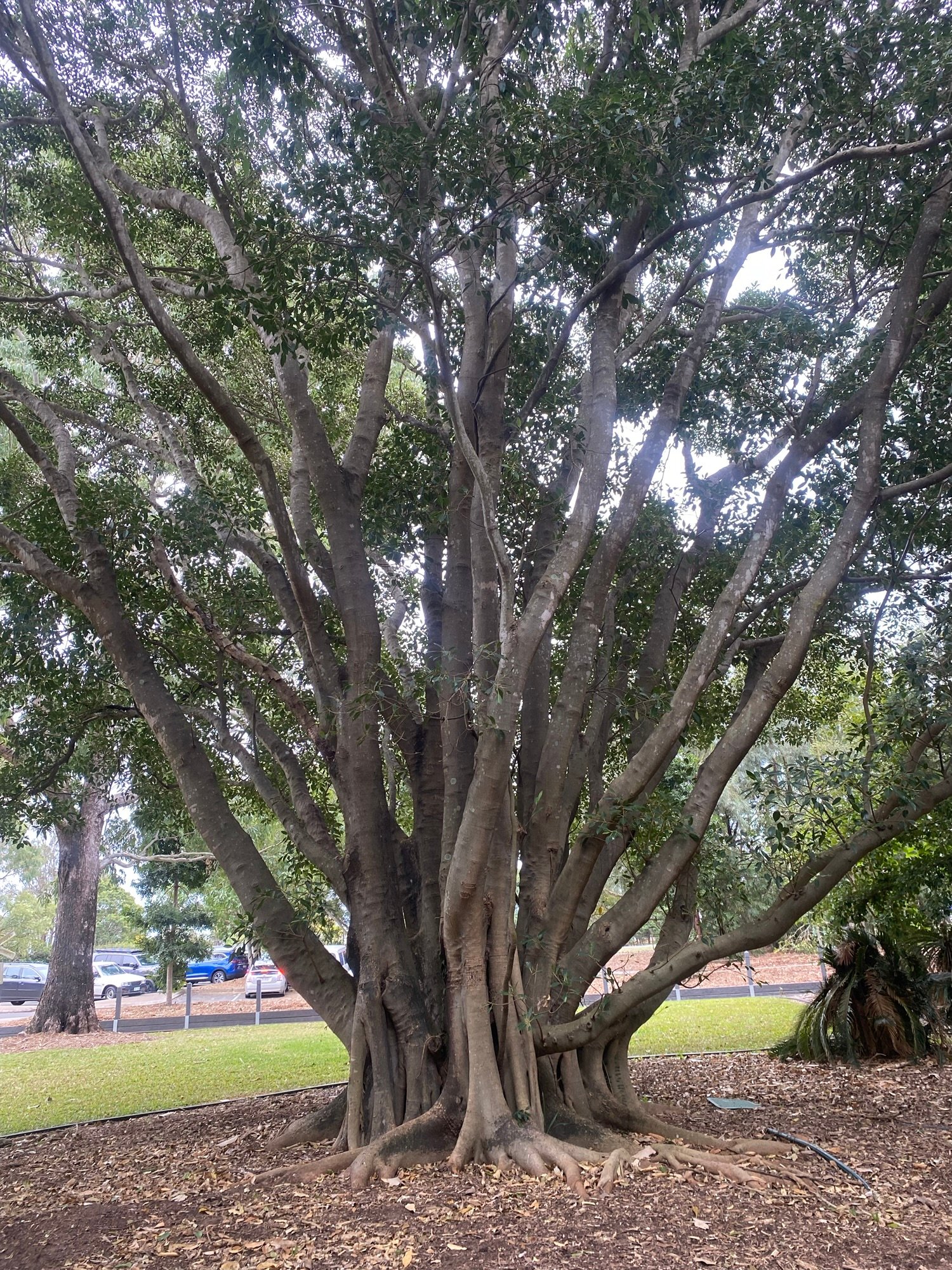 Speak To The Trees