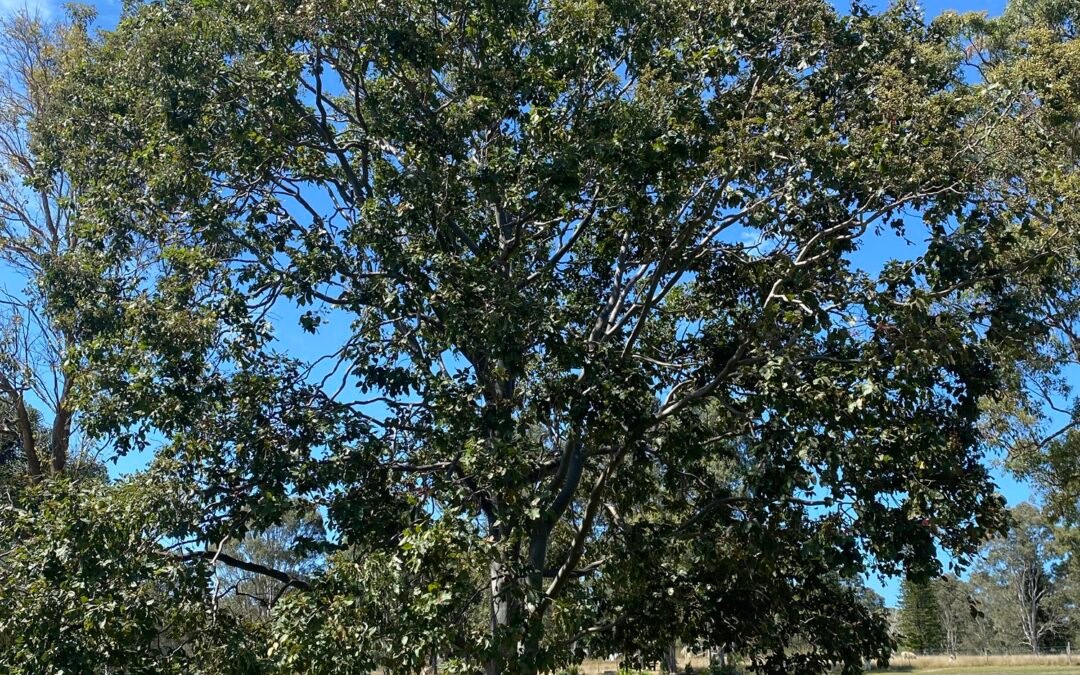 Honour The Tree