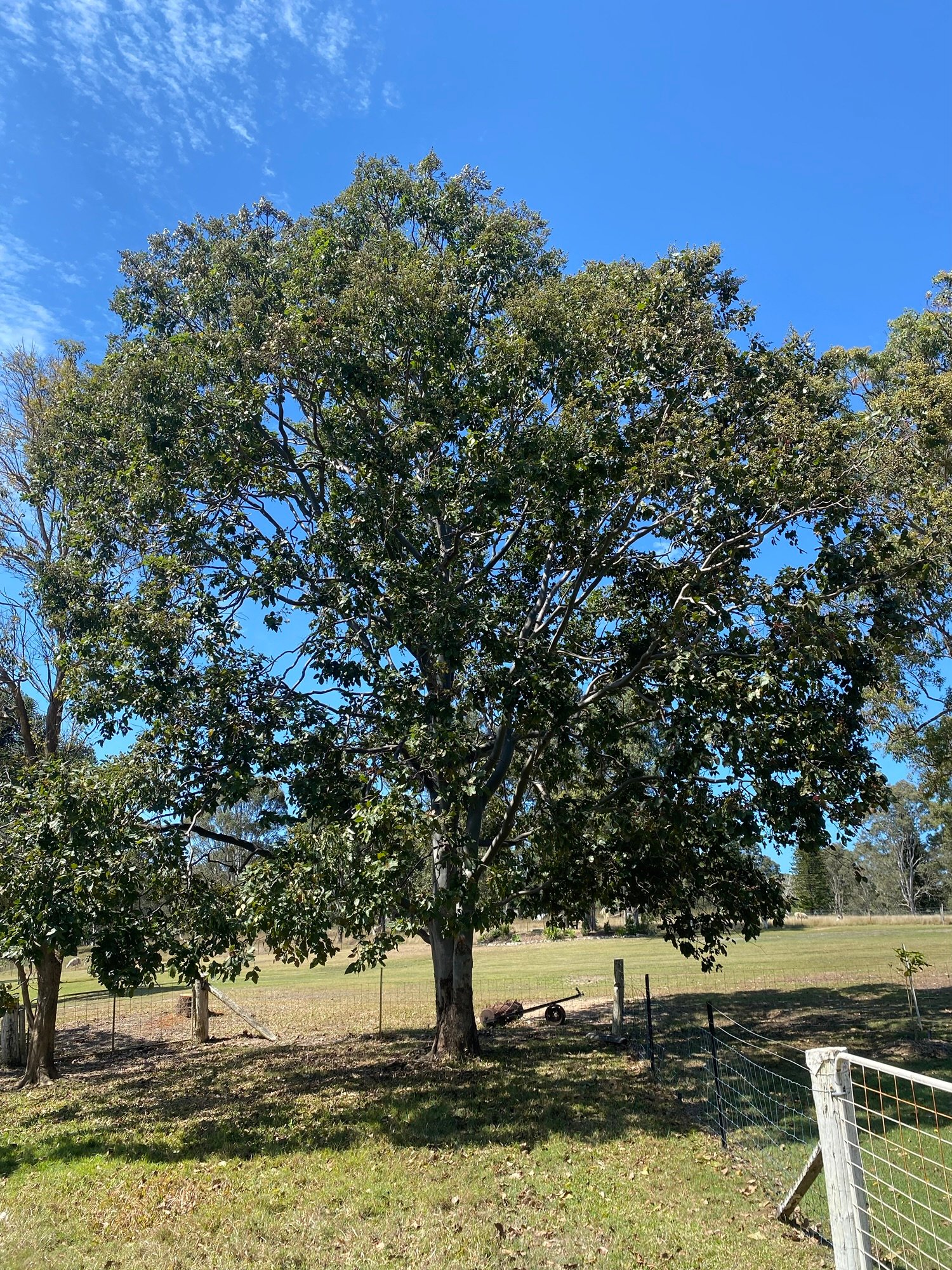 Honour The Tree