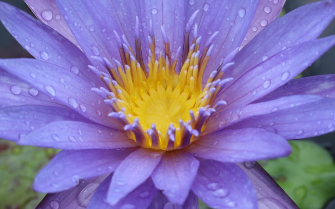 Blue Lotus – The Meditation Tool You Might Not Know About