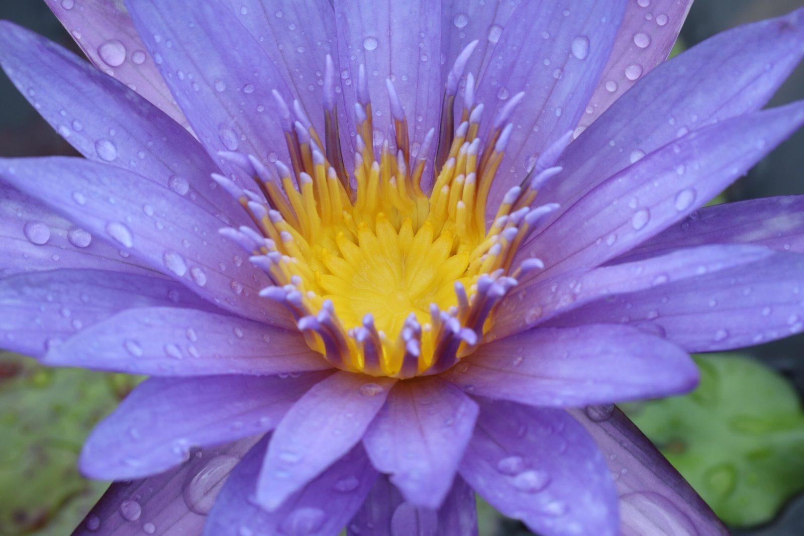 Blue Lotus – The Meditation Tool You Might Not Know About